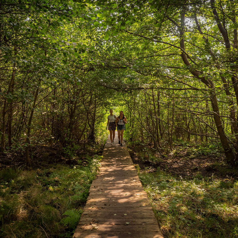 Flickor vandrar på spång genom ekskog på Hallands Väderö